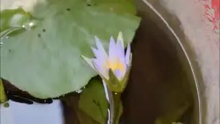 Time lapse of a violet water lily(Nymphaea nouchali) taken with nikon d5300