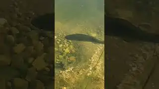 fish in the garden 5 minutes in the garden ASMR