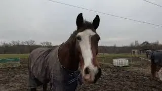 Koně