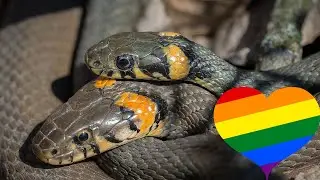Gay Animals