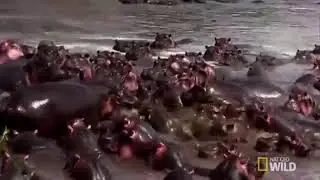 Crocodile screams for its life