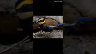 Suara burung paok pancawarna