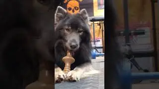 Wolfdogs Review Heavy Duty Dog Chew Toys #shorts