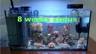 18 - 8 week status, Nano-Reef Upgrade