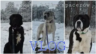 VLOG - sklejka z zimowych spacerów ❄️
