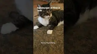 Did you know, when your eating hamburger hamburger gets less and less | #shorts #cat