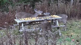 Backyard Deer 'Apple And Pumpkin Picnic' (With Narrative)