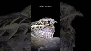 Indian Nightjar Calls | #shorts #bois #birdcalls
