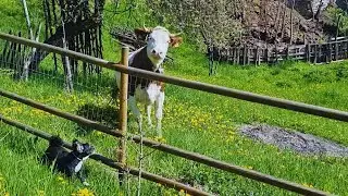 Cum este viața noastră la țară, primăvara! Vaca la păscut, gogosi delicioase si pomii cu var!
