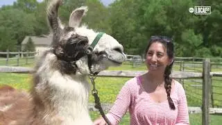 Hike with a Llama | My Go-To