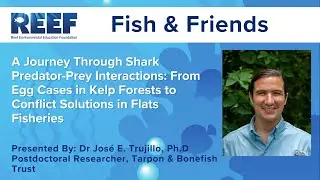 REEF Fish & Friends: A Journey Through Shark Predator-Prey Interactions