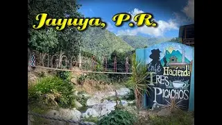 Hacienda Café Tres Picachos en Jayuya