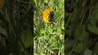 Bee Mimic Hoverflies Mating! The Sound They Make 🤣 One of my fave things I&rsquo;ve Ever Filmed 🤣
