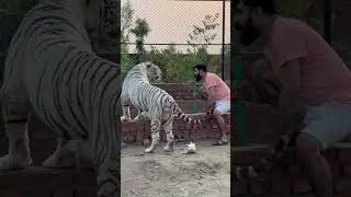 Full Tame White Tiger#tiger #attack #lion #Usam's Tigers