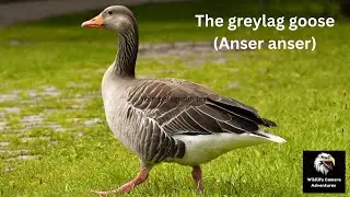 Greylag Goose (Anser anser) | Wildlife Camera Adventures | Stunning Goose Footage & Calls