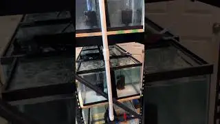 Fish Breeding Rack Build In Progress