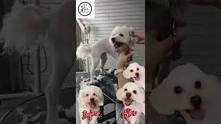 Poodle Grooming Transformation &ndash; From Matted to Fresh!