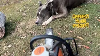 TREE LOPPER DOG 🪵 BLUE STAFFY