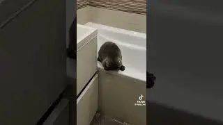 эпизод 24 зачем мы здесь?😹# Федя # красавчик# рожков# купаниекота