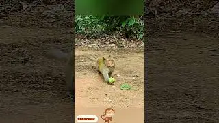 Monkey Best funny Video/Animal funny Vedio
