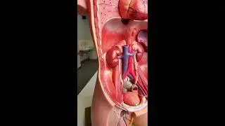 Health talk, location of kidney