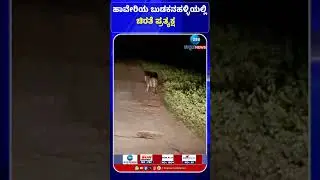 Haveri | Cheetah | ಹಾವೇರಿಯ ಬುಡಕನಹಳ್ಳಿಯಲ್ಲಿ ಚಿರತೆ ಪ್ರತ್ಯಕ್ಷ#Haveri #Cheetah #WildAnimal