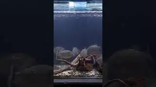 Piranhas ❌ Frog Piranhas are renowned for their razor sharp teeth, wh