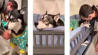 My Dogs Bedtime Routine (They Have BUNK BEDS!!)