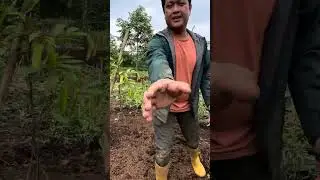 Recovery dan tambal sulam hari ke 2 Pohon Durian tanggal 19 Januari 2025