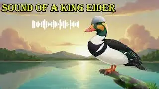 SOUND OF A BROWN BOOBY 🔊 What does a king eider sound