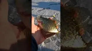 Начинаем осваивать новый пруд... Всего 2 крошечных окуня! ❌