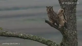 Great Horned Owl Fledgling Explores Treetops With Help From Parent – April 18, 2022