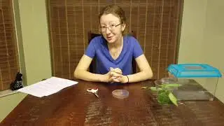 How to raise Gulf Fritillary Butterflies