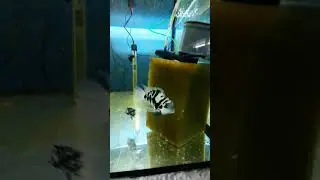 Тригібридний папуга блакитний тигр (Hybrid cichlid) частина 3#fish #fishtank #aquariumfish #aquarium