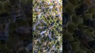 Queen Bee Egg Laying & Hive Control 🐝👑