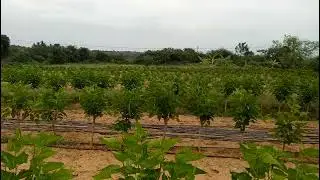 wider spacing mulberry garden