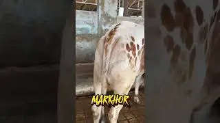 MARKHOR Pure Cholistani Bull Collection 2024