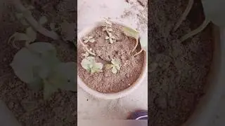How to grow jade plant 🌿🌿#youtubeshorts #artandcraft #plants #art #shortsvideo #viralshort 🥰🥰
