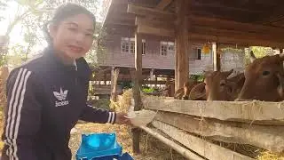 ให้อาหารเสริมลูกๆ#ป้าแต๋นชาเเนล #วัวงาม