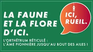 La Faune et la Flore d'Ici : L'orth&eacute;trum r&eacute;ticul&eacute;, l'&acirc;me pionni&egrave;re jusqu'au bout des ailes