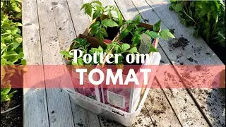 Potter om tomat