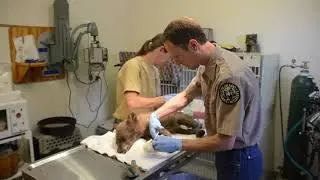 Bear cub's feet burned in 416 Fire (CPW)