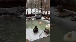 Life is so much calmer in the duck pond🩵🦆 #DunkinDucks #PetDucks #CallDucks #DuckPond
