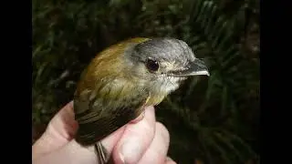 White-crested Spadebill song - Platyrinchus platyrhynchos