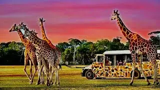 Werribee zoo visit