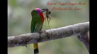 Memburung di Malaysia. Beberek Tunggal Janggut Merah (Red-Bearded Bee Eater)