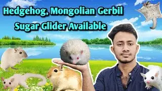 কম দামে হেজহগ | Hedgehog Price | Mongolian Gerbil Price | Sugar Glider Baby Price | My Hobby Bd 