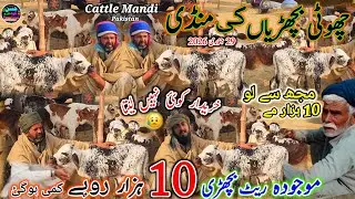 29 January 2026 cholistani hiefers bachri Mandi Pakistan punjab ki badi catle mandi kot chutha visit