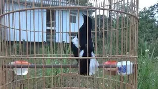 Chòe than mồi hót cực căng khi bổi về gần | Quyền Chòe Than