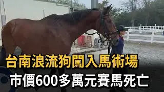 浪流狗入侵台南市立馬術場 市價600萬賽馬死亡－民視新聞